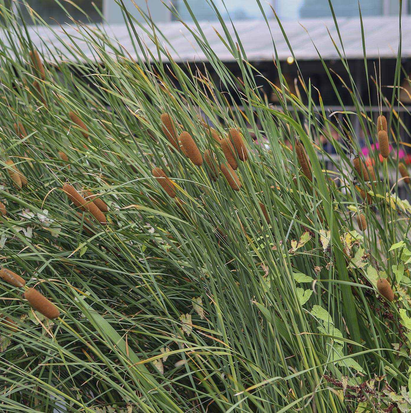 Image of genus Typha specimen.