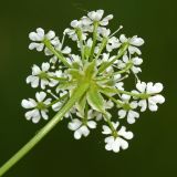 Chaerophyllum prescottii