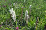 genus Plantago