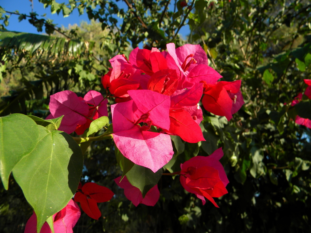 Изображение особи Bougainvillea glabra.