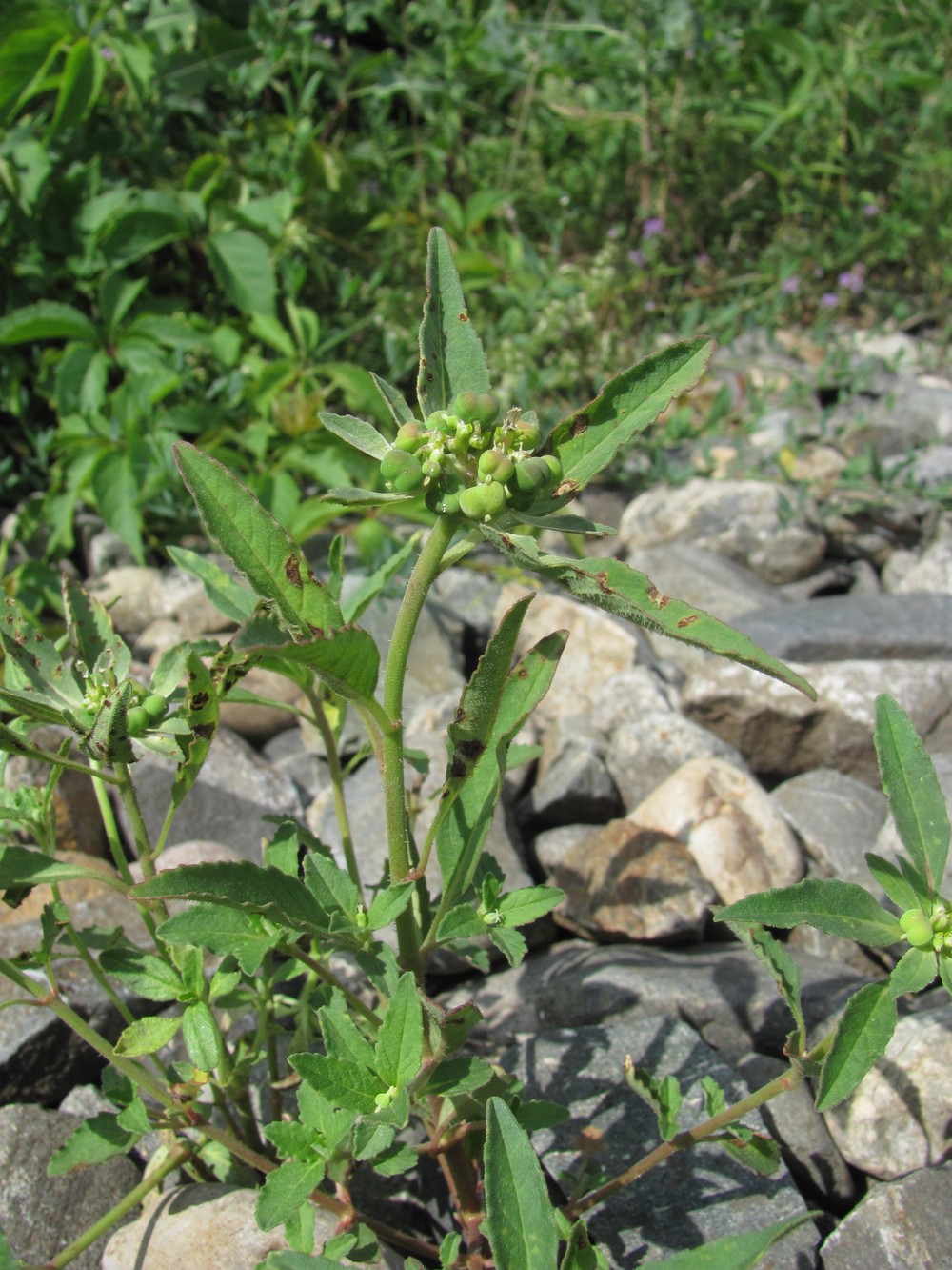 Image of Euphorbia davidii specimen.