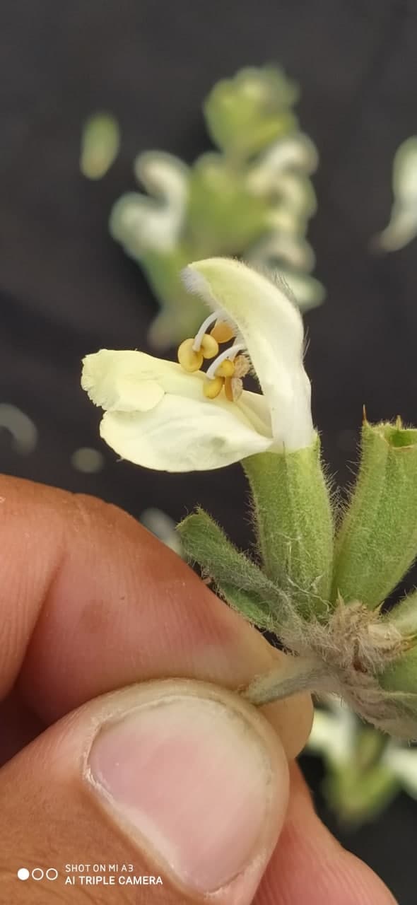 Изображение особи Phlomoides pulchra.