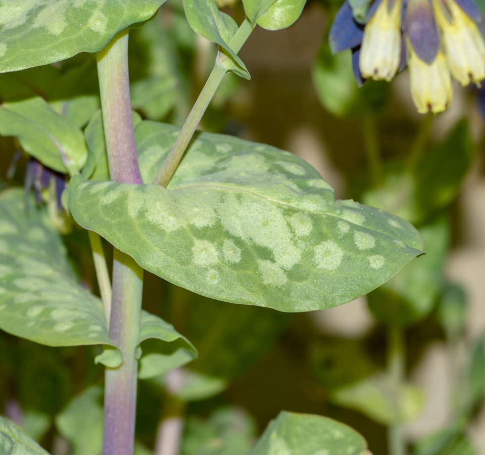 Изображение особи Cerinthe palaestina.