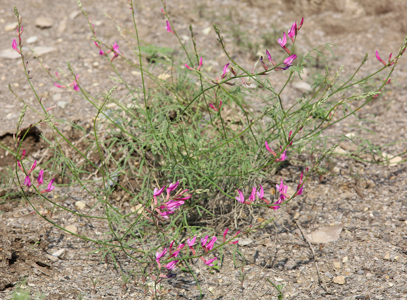 Изображение особи Astragalus haesitabundus.