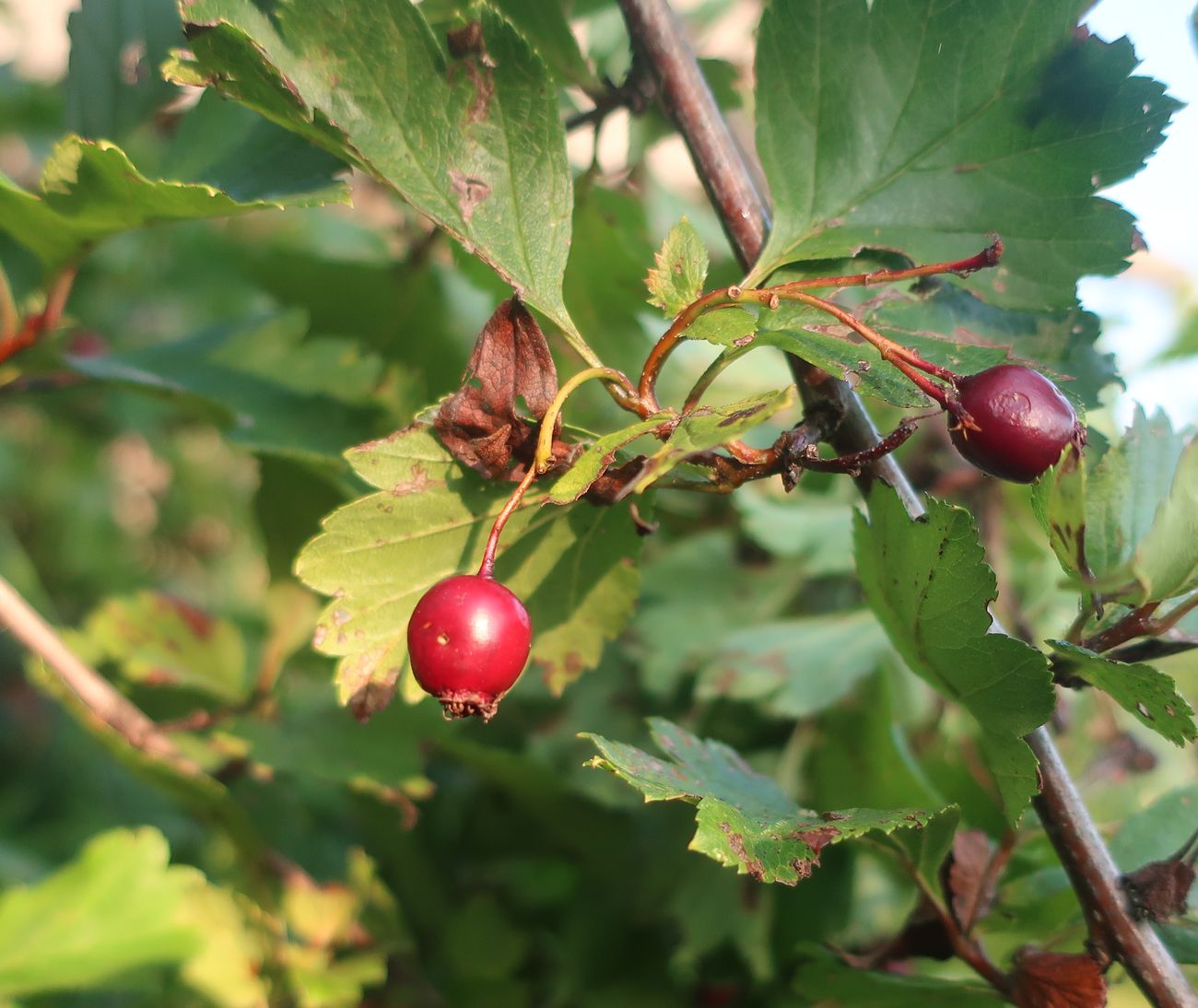 Image of genus Crataegus specimen.