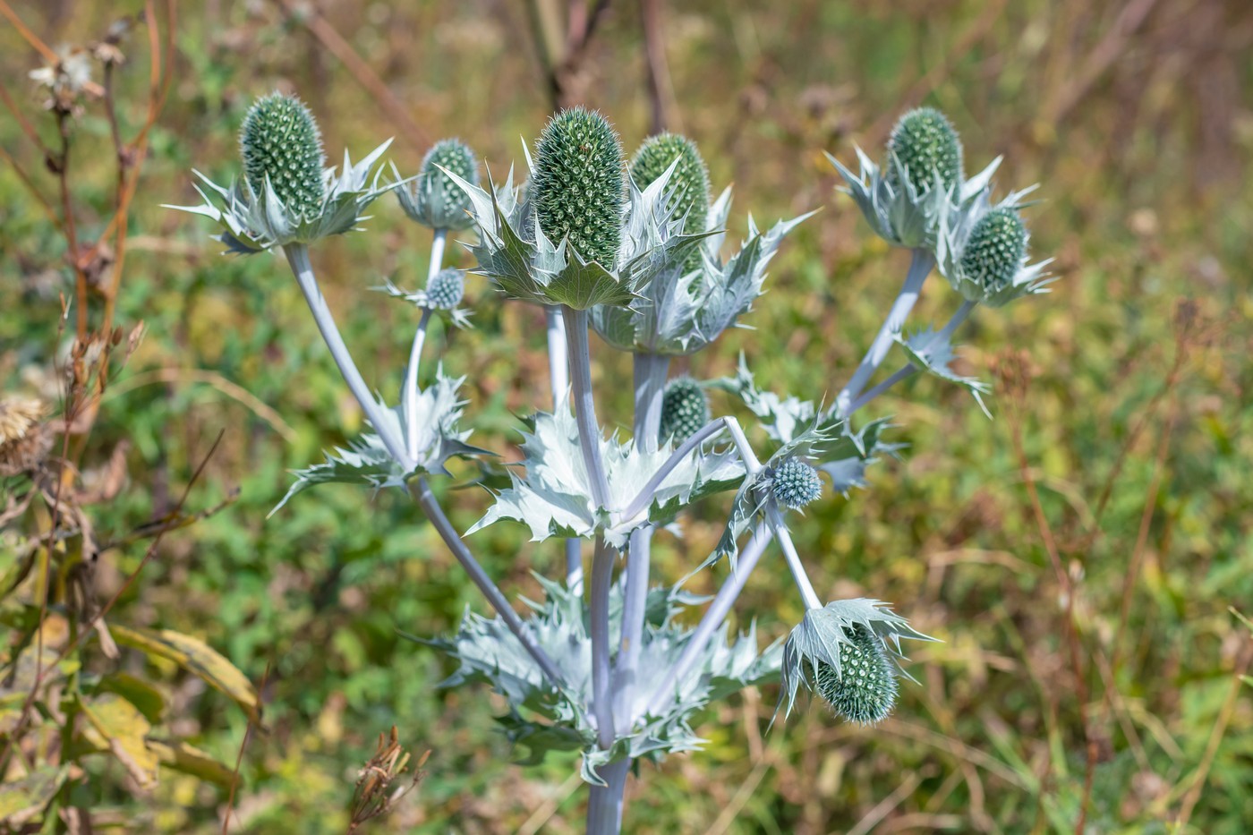 Изображение особи Eryngium giganteum.