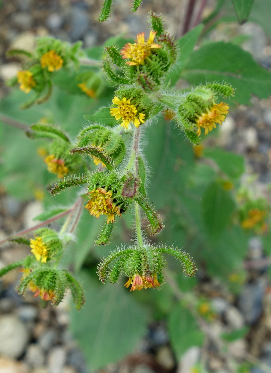 Image of Sigesbeckia orientalis specimen.