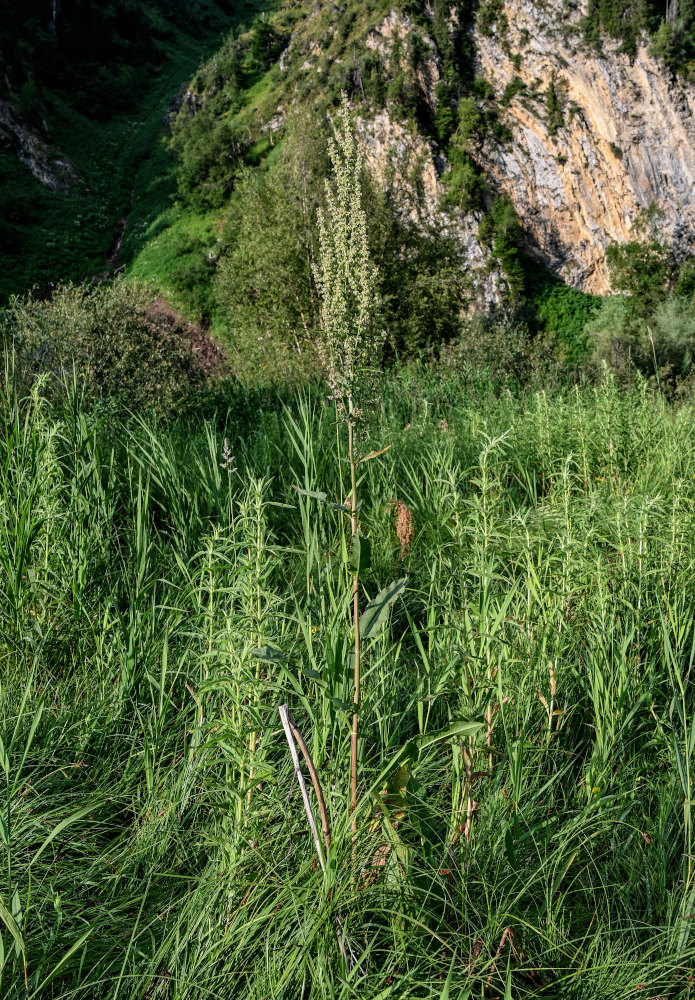 Image of genus Rumex specimen.