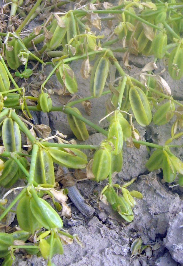 Изображение особи Zygophyllum lehmannianum.