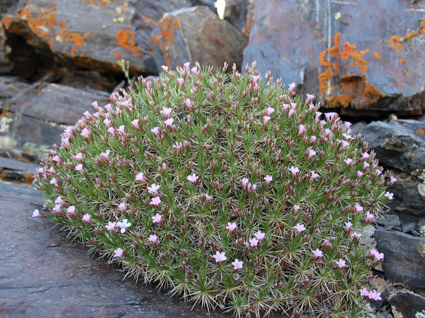 Image of Acantholimon erythraeum specimen.