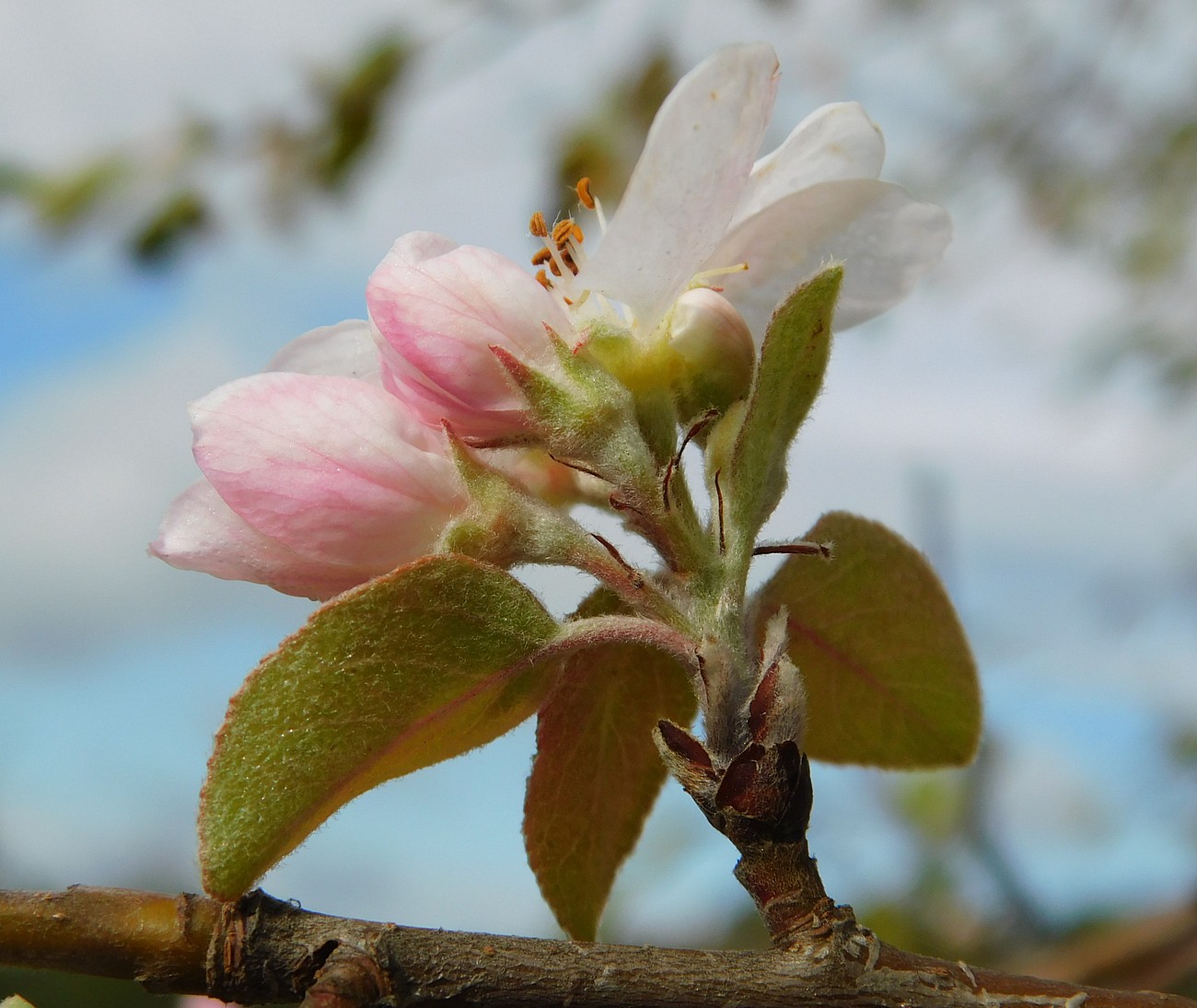 Изображение особи род Malus.