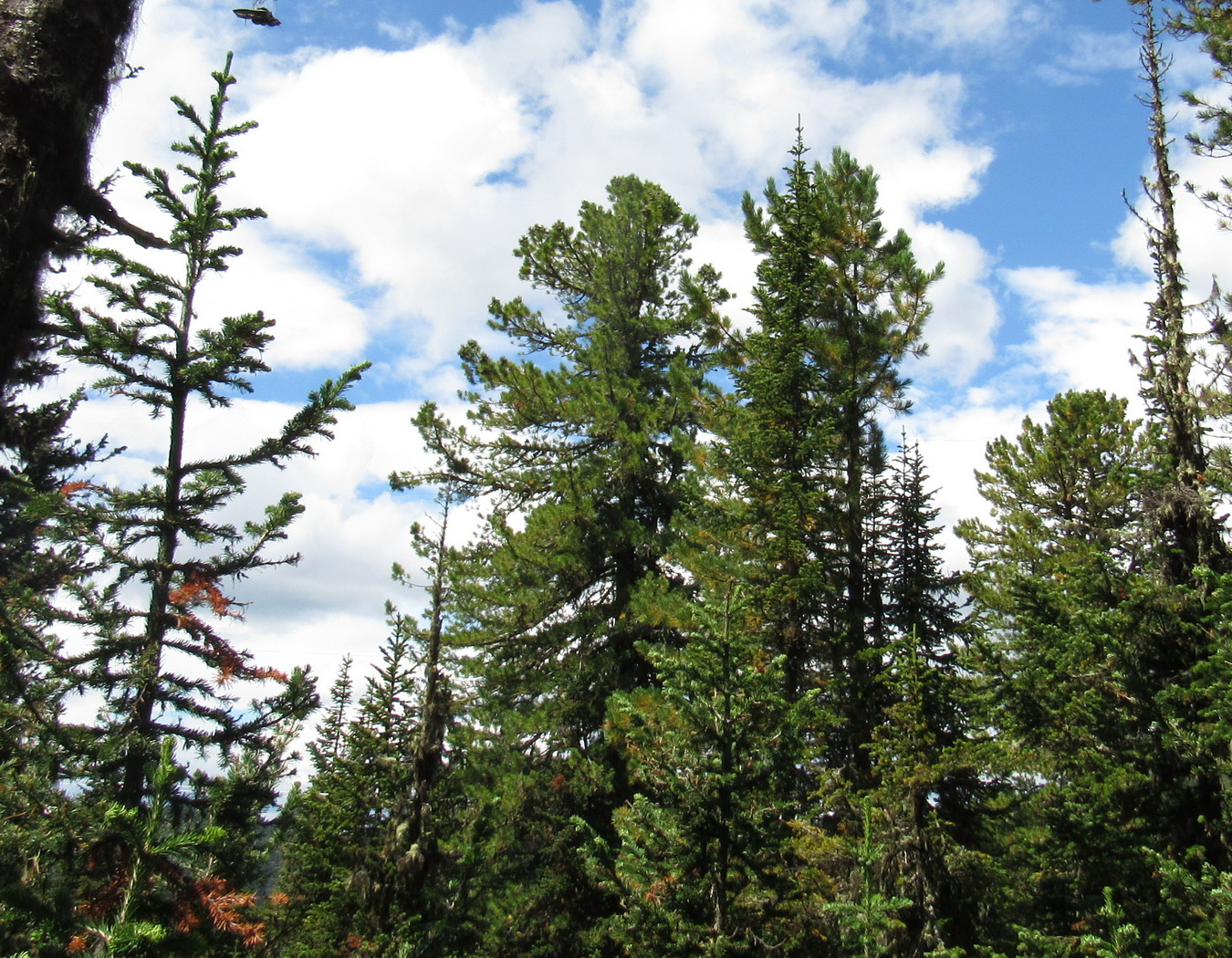 Изображение особи Pinus sibirica.