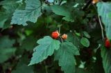 Rubus crataegifolius. Верхушка побега с соплодием. Приморье, Партизанский р-н, мыс Лапласа, широколиственный лес. 08.08.2021.