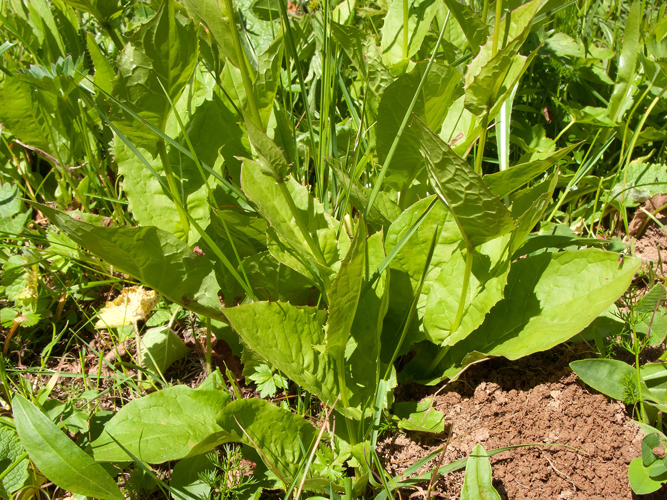 Image of Crepis caucasica specimen.