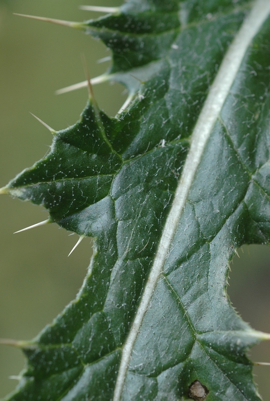 Image of Cirsium sairamense specimen.