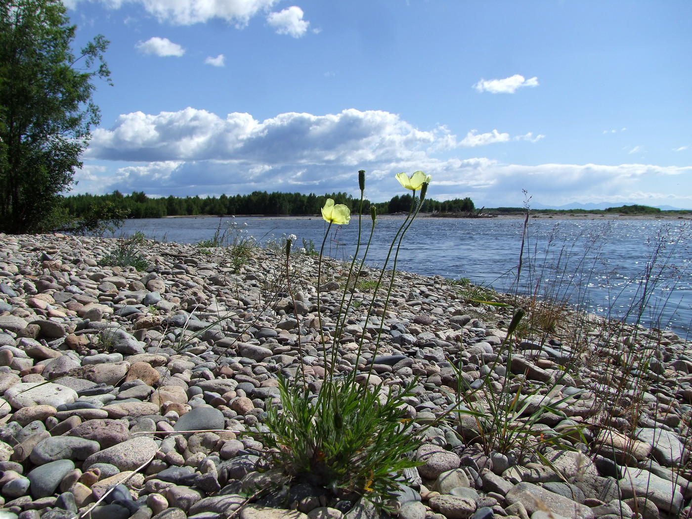 Image of Papaver lapponicum specimen.