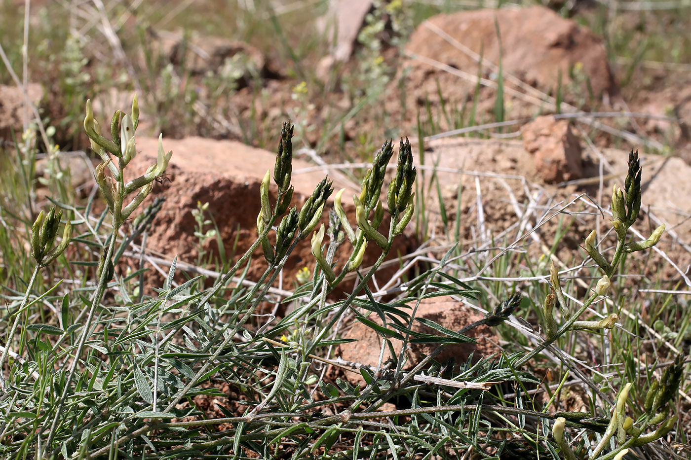 Изображение особи Astragalus bossuensis.