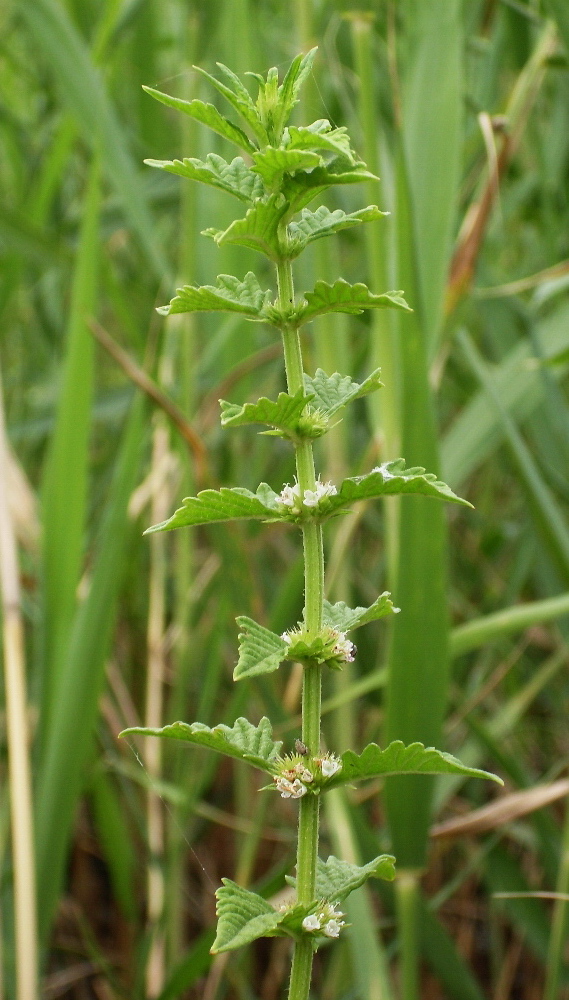 Image of Lycopus europaeus specimen.