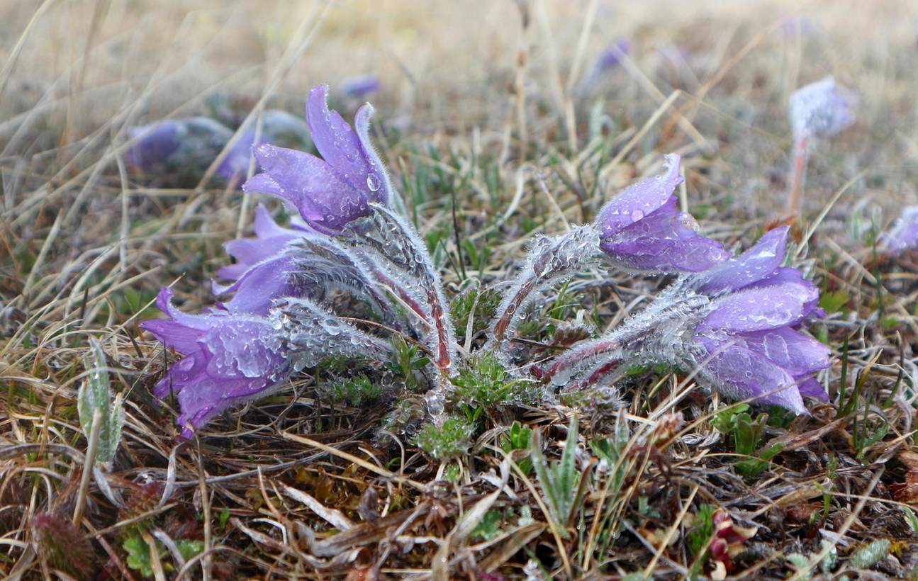 Изображение особи Pulsatilla violacea.