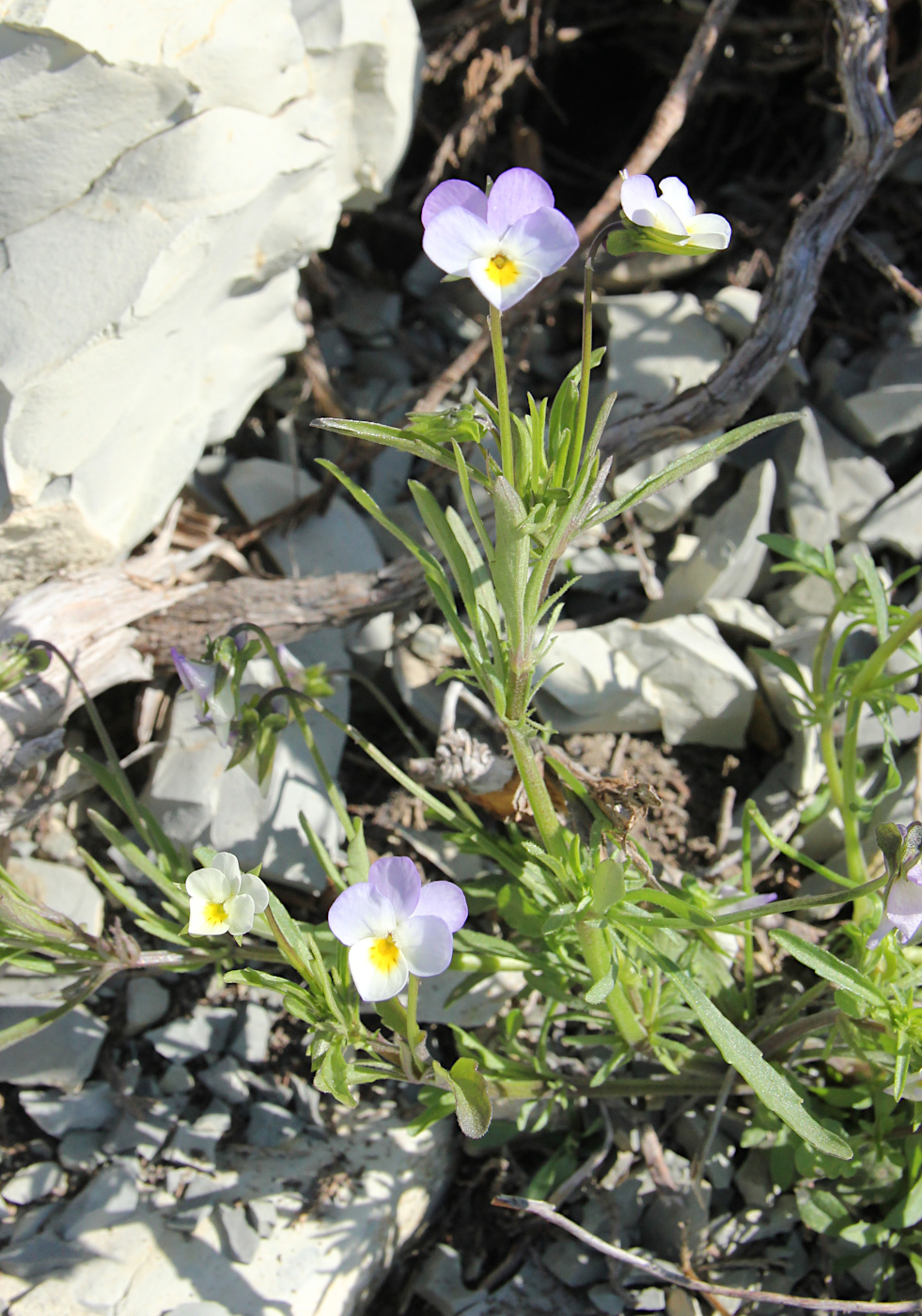 Image of Viola hymettia specimen.