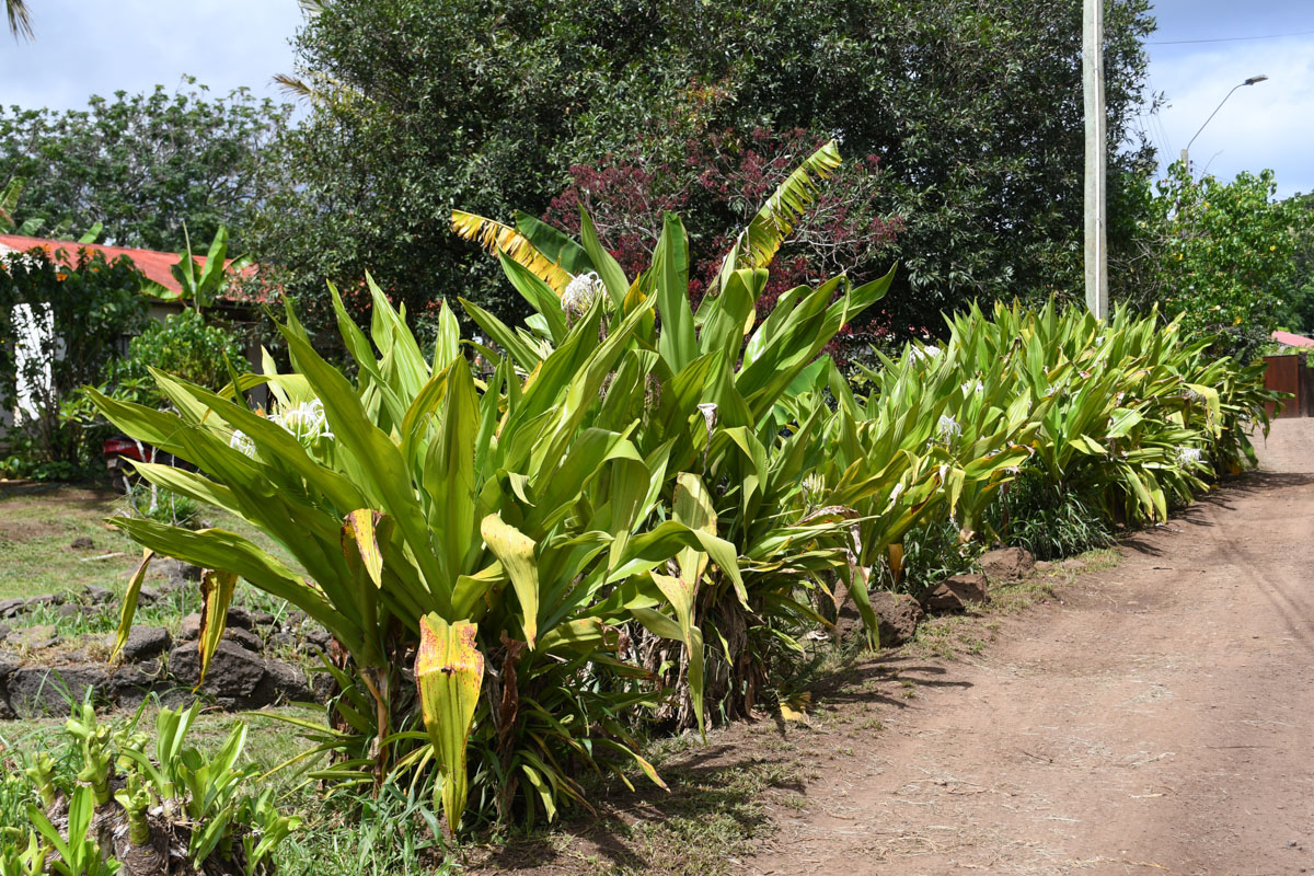 Image of Crinum asiaticum specimen.