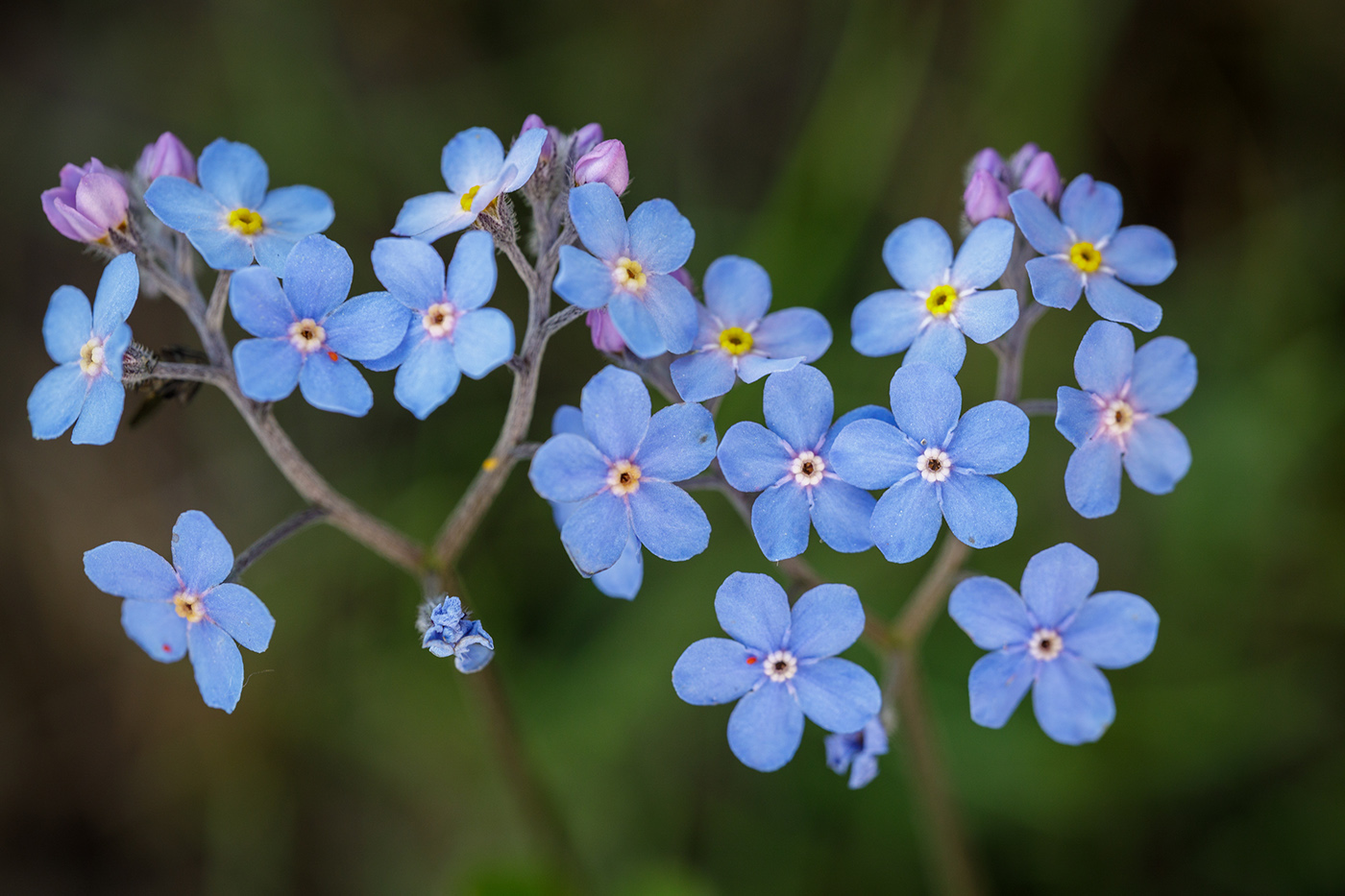 Image of Myosotis lithospermifolia specimen.