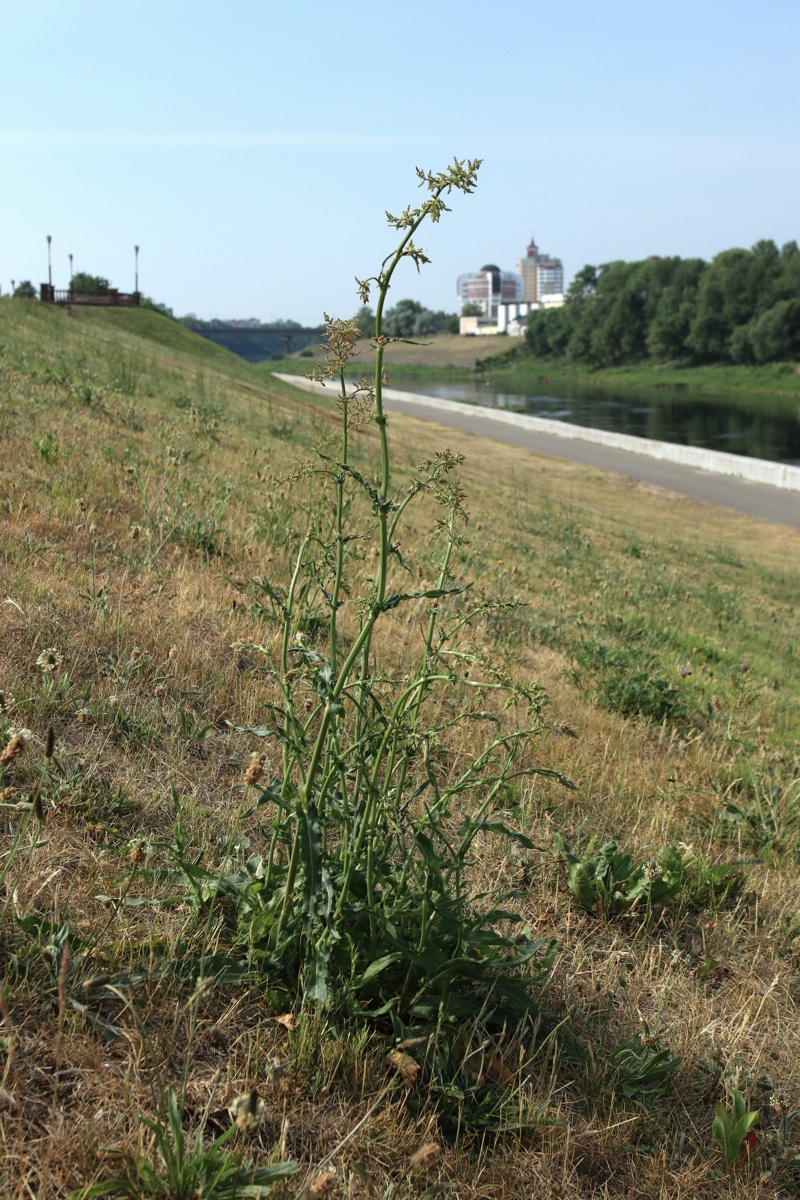 Изображение особи Rumex thyrsiflorus.