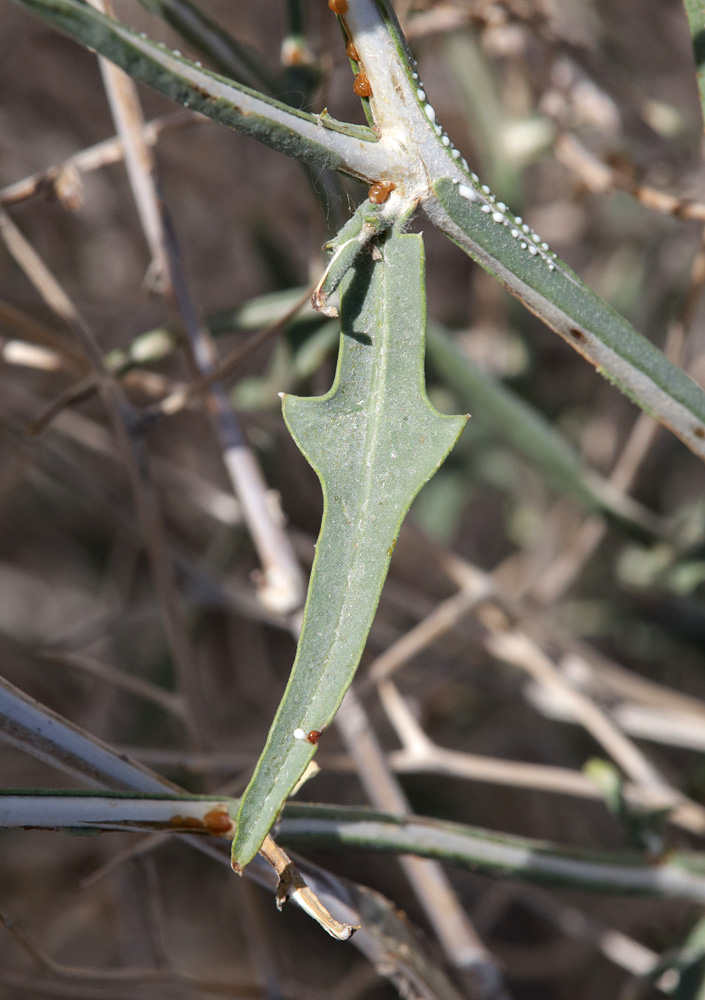 Image of Scariola orientalis specimen.