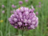 Allium rotundum