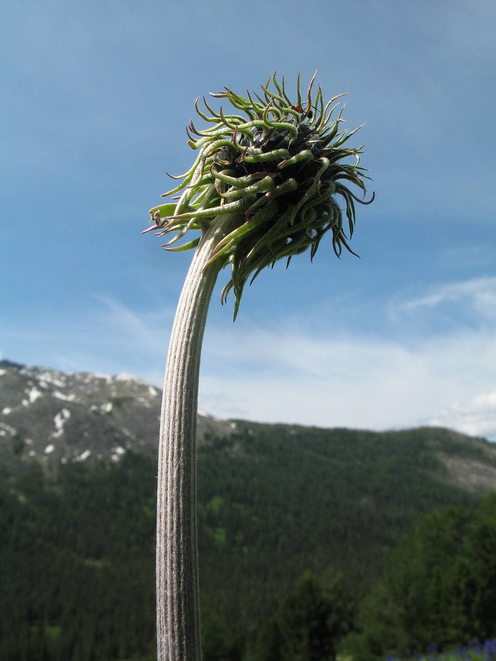 Изображение особи Saussurea frolowii.