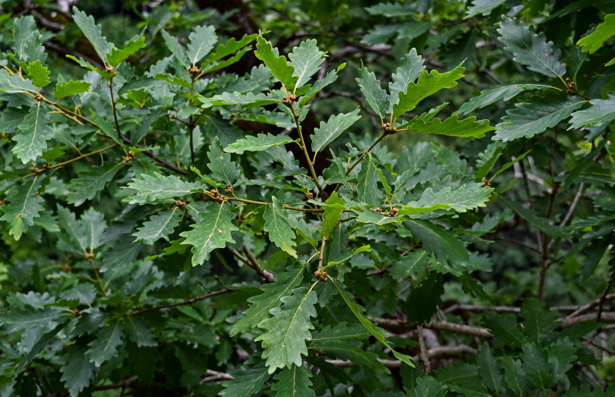 Image of Quercus petraea specimen.