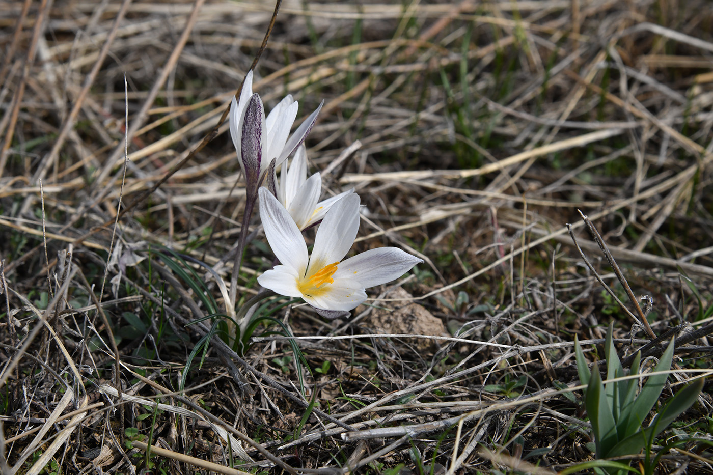 Image of Crocus alatavicus specimen.