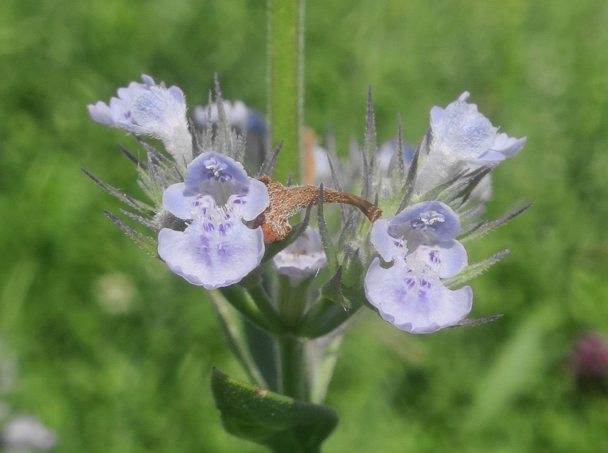 Изображение особи Nepeta parviflora.