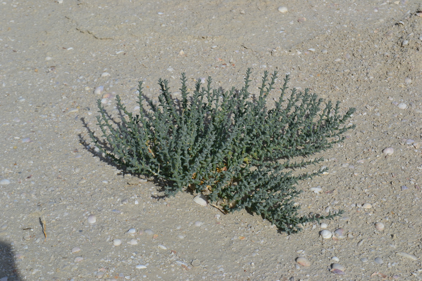 Image of Kalidium foliatum specimen.