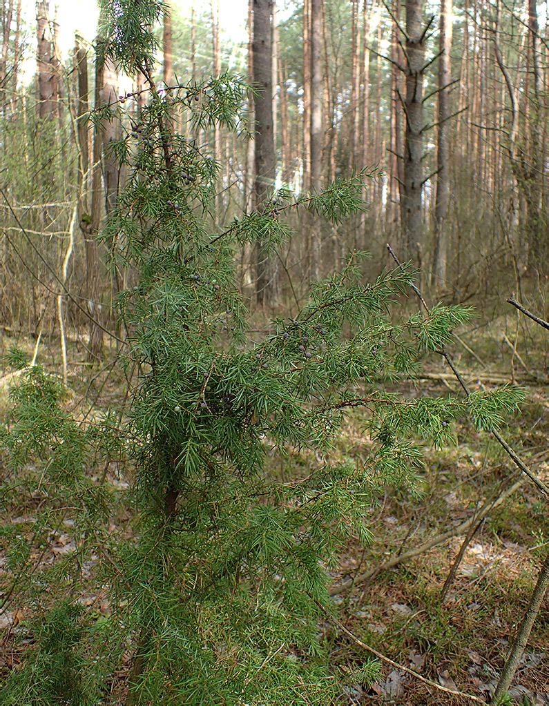 Изображение особи Juniperus communis.