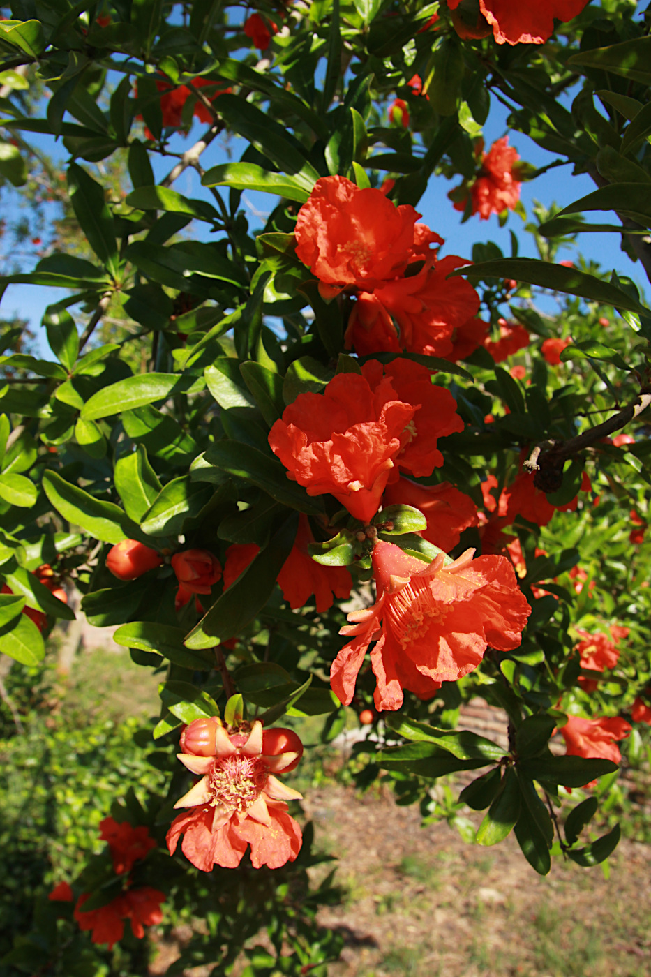 Image of Punica granatum specimen.