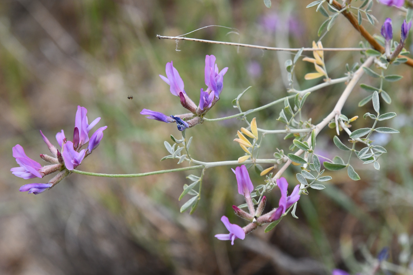 Изображение особи Astragalus arbuscula.