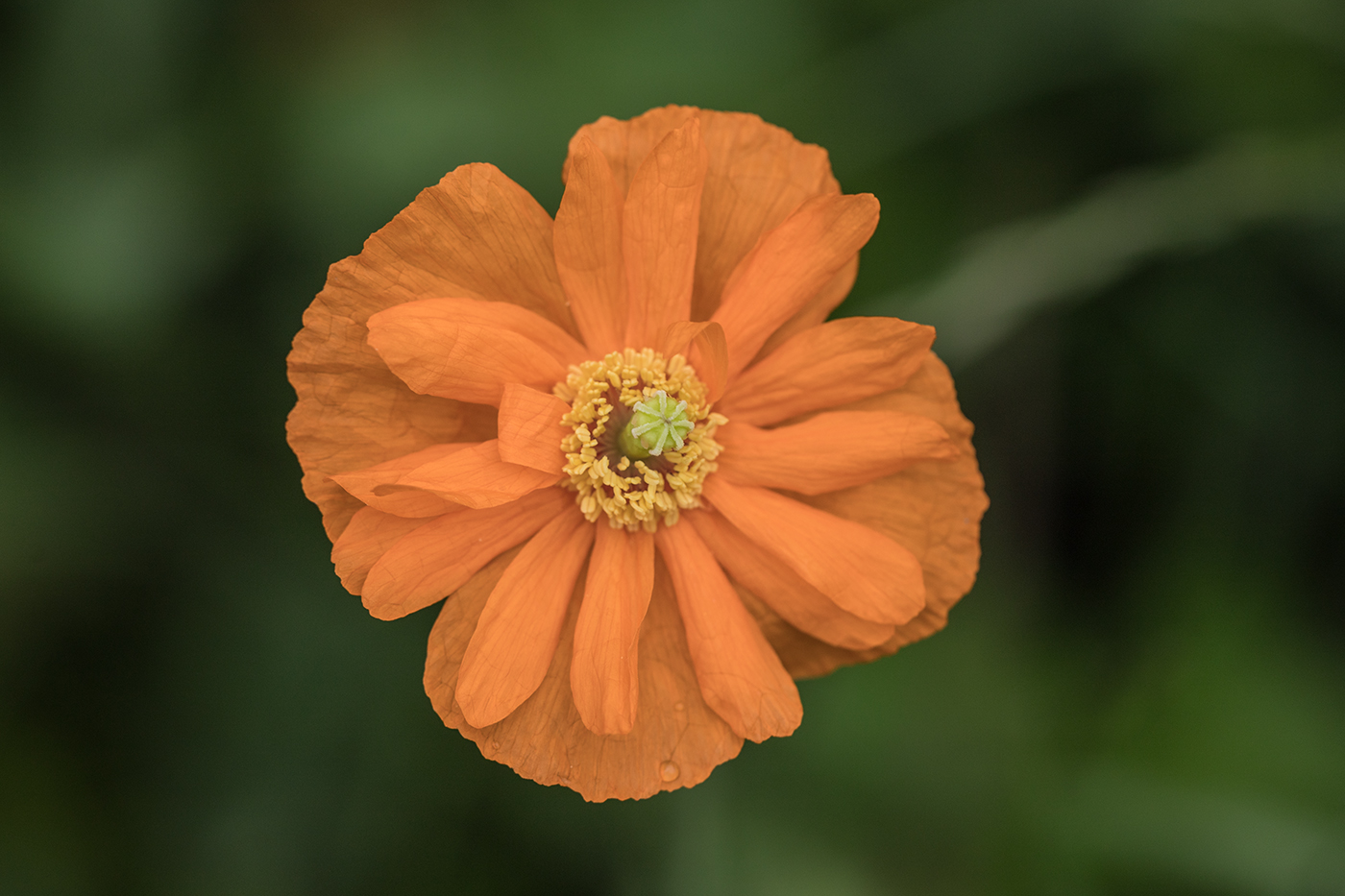 Image of Papaver fugax specimen.