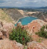 Centranthus ruber. Цветущие растения. Крым, Севастополь, Балаклавский р-н, Караньская балка, склон заброшенного карьера. 02.05.2023.