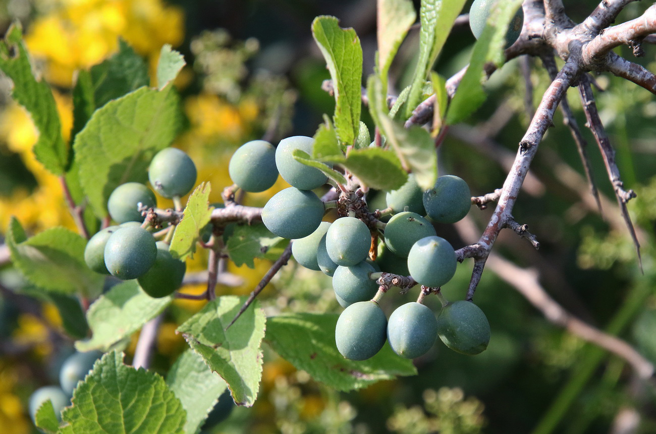 Изображение особи Prunus spinosa.