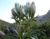 Gentiana algida