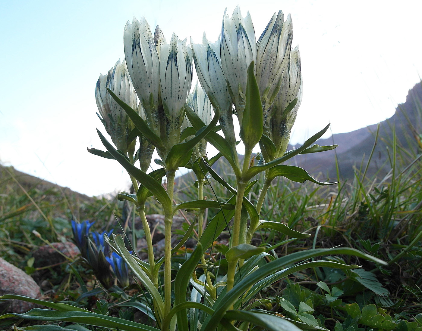 Изображение особи Gentiana algida.