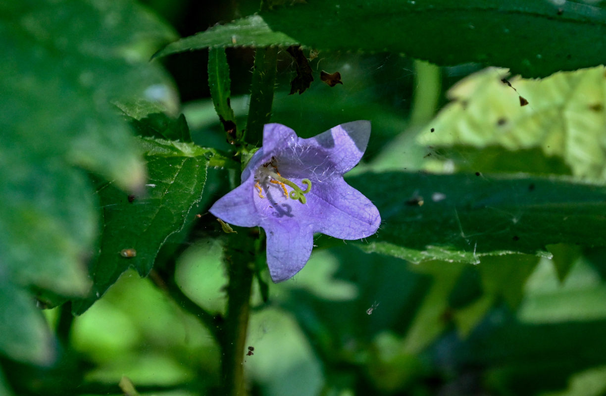 Image of Campanula trachelium specimen.