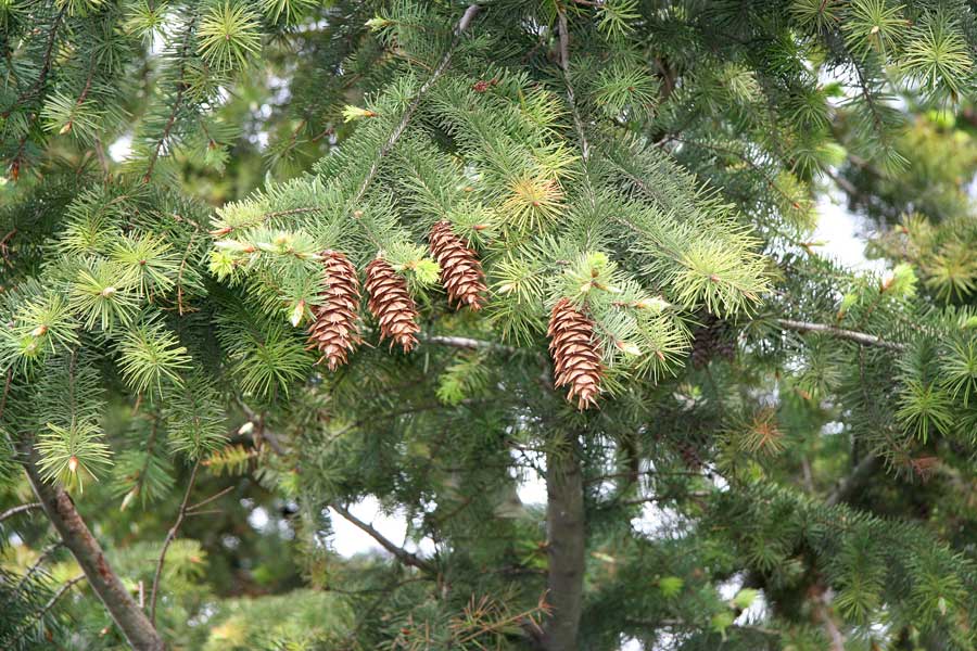 Image of Pseudotsuga menziesii specimen.