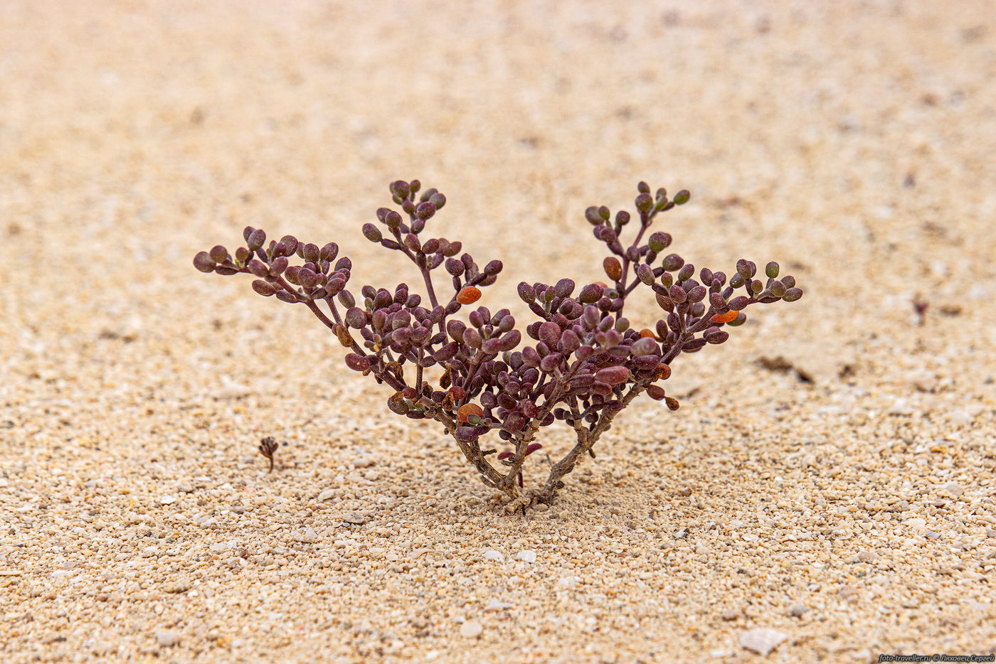 Image of Tetraena qatarensis specimen.