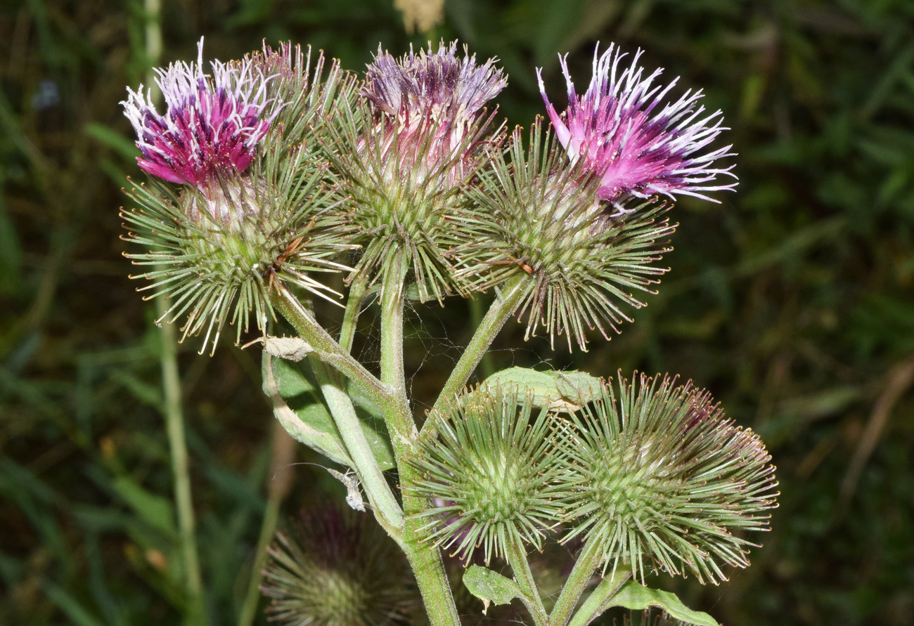 Image of Arctium leiospermum specimen.