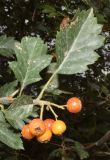 Crataegus ferganensis