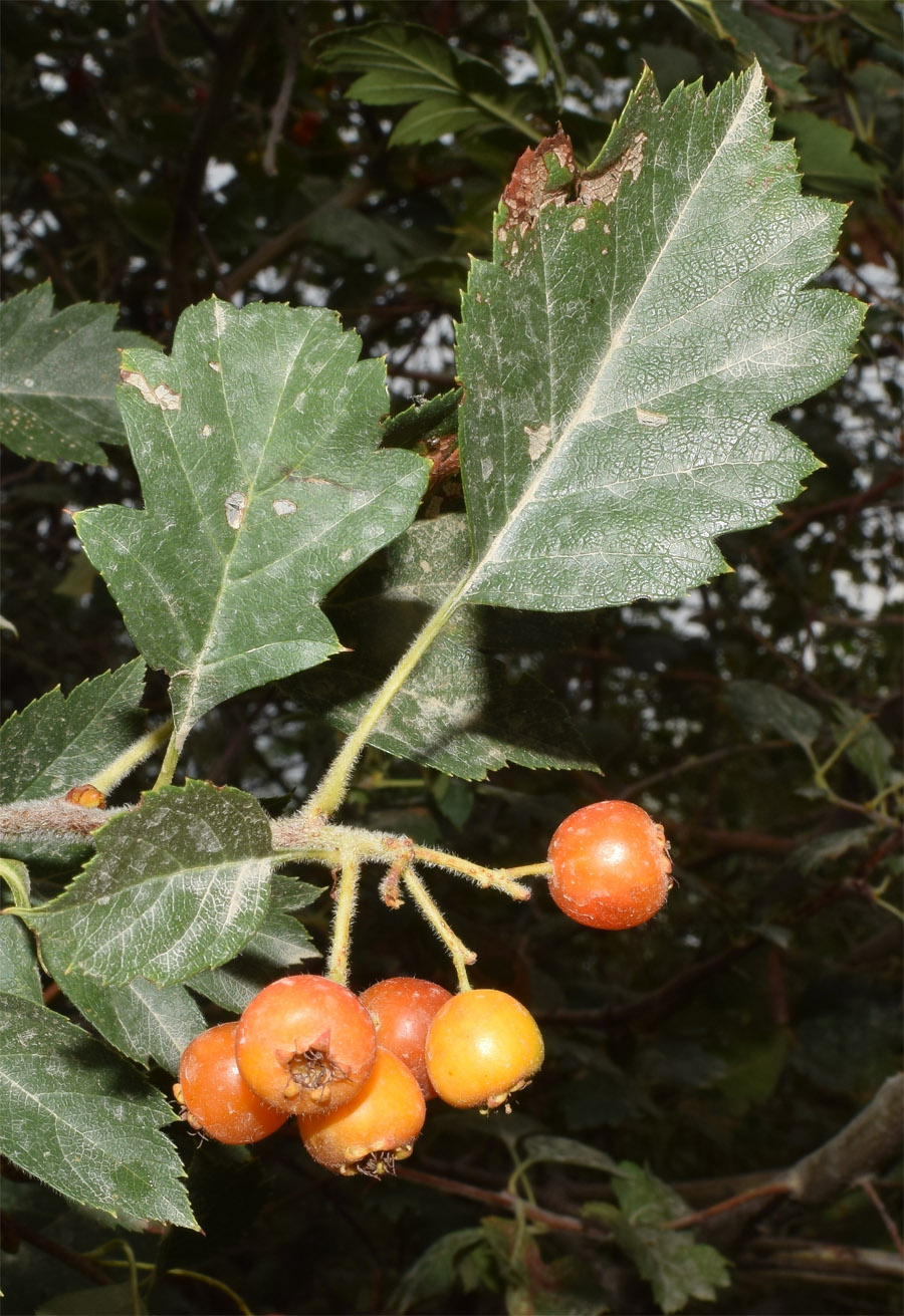 Image of genus Crataegus specimen.