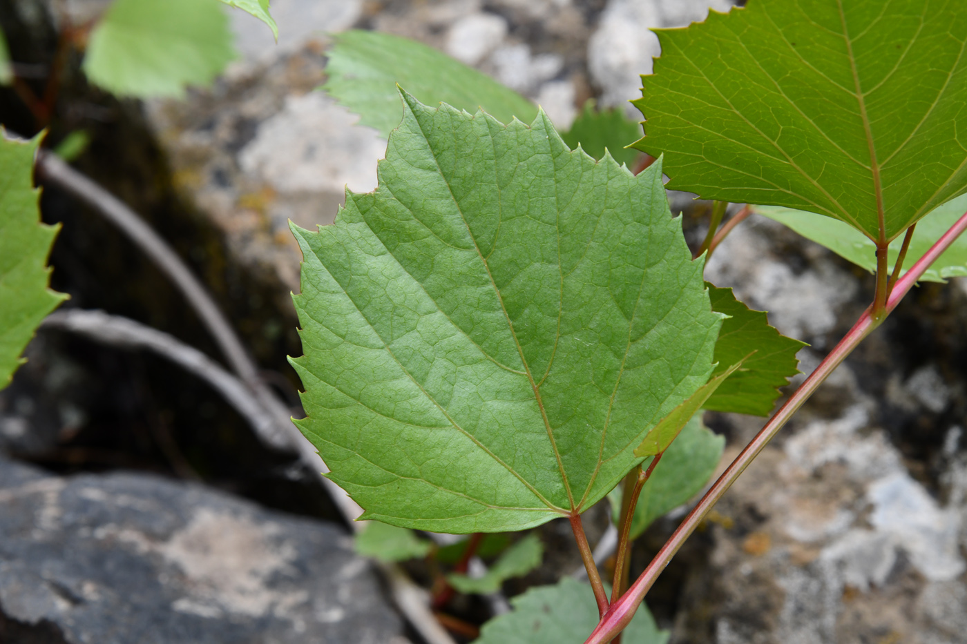 Изображение особи Ampelopsis aegirophylla.