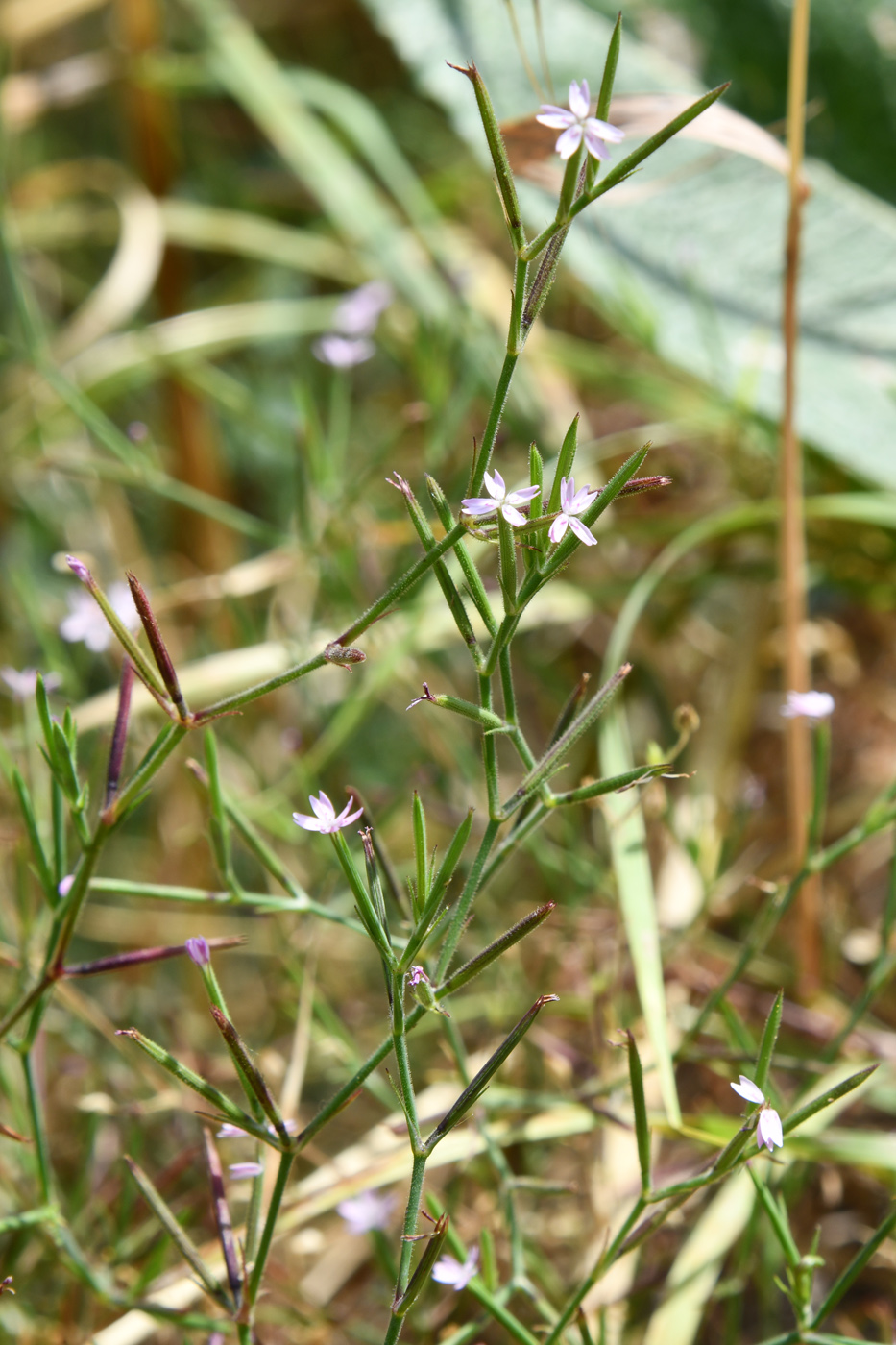 Image of Velezia rigida specimen.